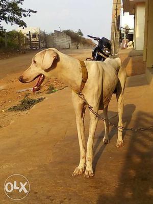 Mudhol is ready for mating...