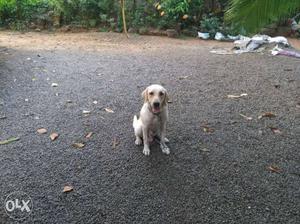 One year old male Labrador for sale in puthuppally