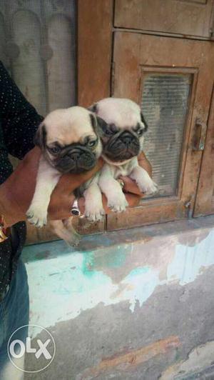 Pawn (Pug) Puppies with paper