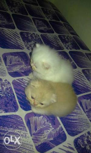 Percian kittens for sale 4 white 2 black 2 gray.