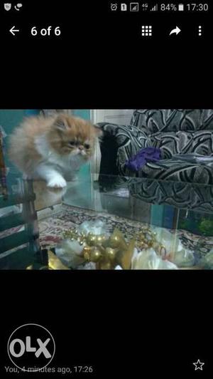 Persian cat.extreme punch.50days old.male