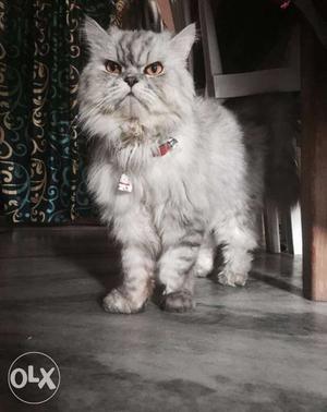 Persian cat for matting.Healthy and fertile cat