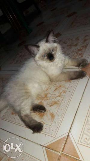 Persian kitten 2nd half mobth old blue eye and