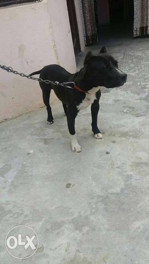 Pit bull male 6month age sale and exchange.