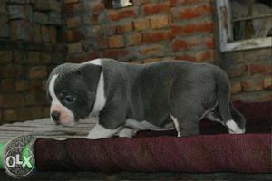 Pocket Size American Bully Puppies Available