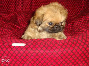 Pomeranian puppy ready for sale