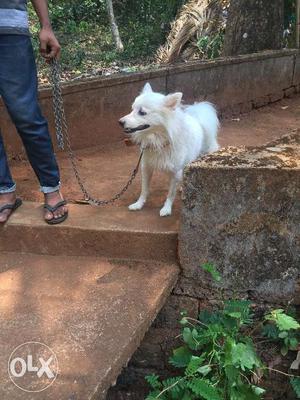 Pomeranian white 1.5 year male available
