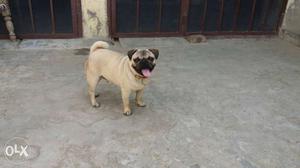 Pug male for sale 9 month age a meeting lyi ready
