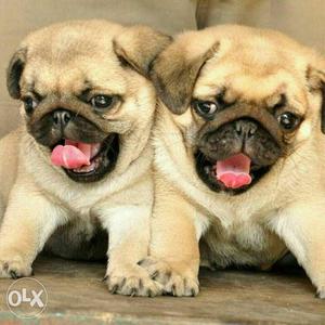 Pug puppies male and female sell in king pets