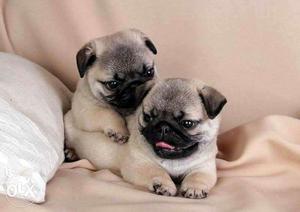 Punch head pure breed PUG puppies available in navi mumbai