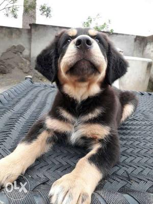 Pure 100% gaddi (Tibetan mastiff) 2 months fully