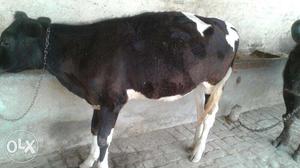 Pure HF Nasal Cow Gauranted 1year Old Serious