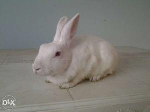 Pure white male rabbit 6 months old