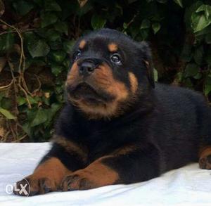 ROTTWEILER male female best Original puppies available for