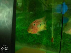 Red And Grey Flowerhorn In Fishtank
