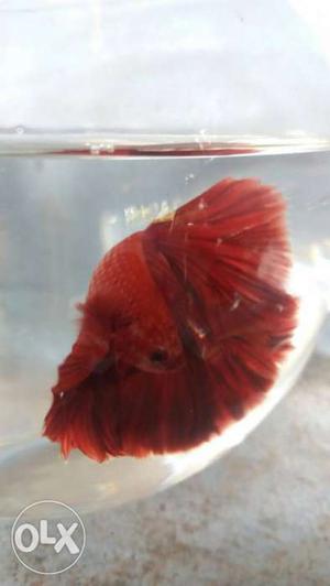Red and gry red.yellow blue betta fish