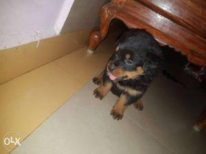 Rot wieller puppies for sales Good puppies
