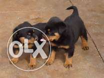Rottwailar male and female puppy