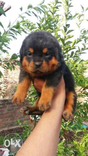 Rottweiler Male n Female of best Quality male