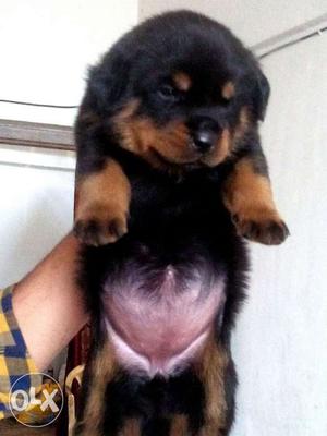 Rottweiler dog pups for sell mr. dog1