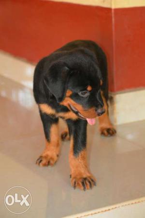 Rottweiler female puppy available heavy size and