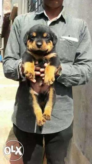 Rottweiler male  Female  available