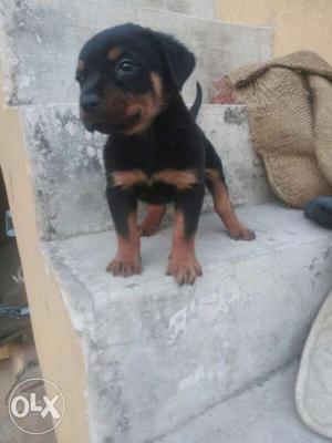 Rottweiler male available for sale in Delhi