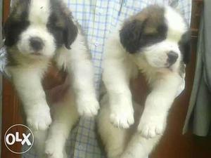 Saint Bernard available friendly nature and