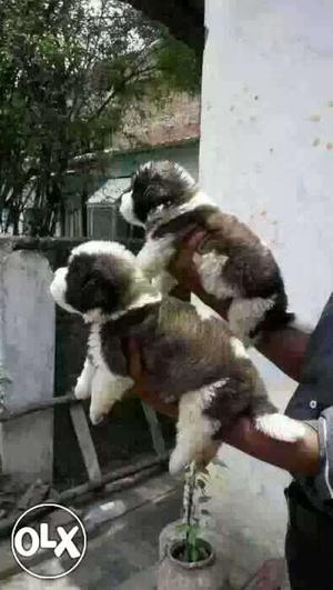 Saint Bernard familiar puppies available male