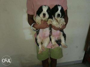 Saint Bernard female puppies available