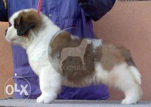 Saint Bernard male black and white color puppies
