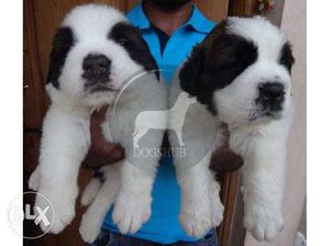 Saint Bernard male puppies and female puppies
