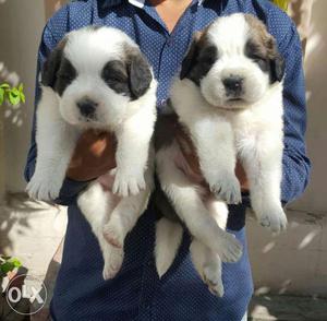 Saint Bernard puppies available in vadodara Call