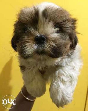Shihtzu White And Fawn Long Coated Puppy