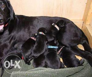 Short Coated Black Dog With Puppies