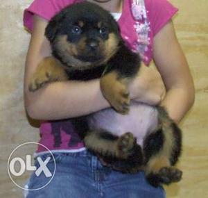 Show Best Offer quality TOPS Rottweiler puppy available