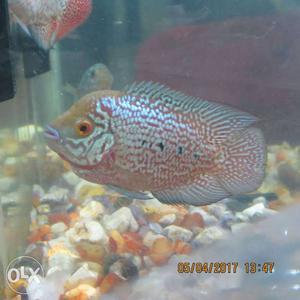 Silver And Red Flowerhorn