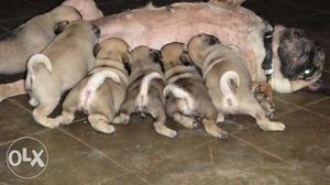 Small Akotas Breed Toy Biggest Pug male and female puppies B