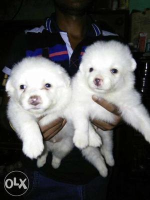 Spitz (Pomerian) pupps avlable male 