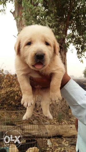 Super quality labrador pups available at jaipur