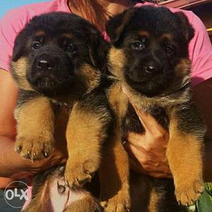 The Best German Shepherd male female puppies ready for sell