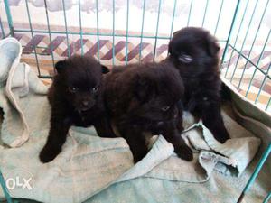 Three Black Short Coated Puppies