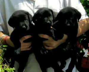 Today spacial offer on labrador male female puppy.