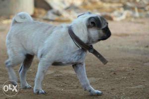 Top Quality Of 5 Months Old Male Pug Fr Sale In