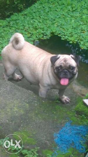 Top quality pug female with kci certificate at