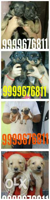 Top quality puppy different Price..