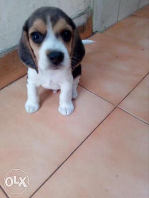 Tri Color Beagle Male Puppy with paper