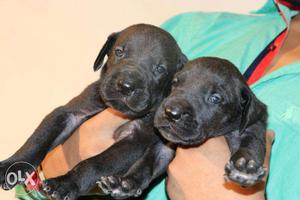 Two Greatdane Puppies.