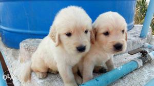 Two White Medium Coat Puppies