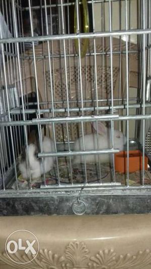 Two White Rabbits In Cage